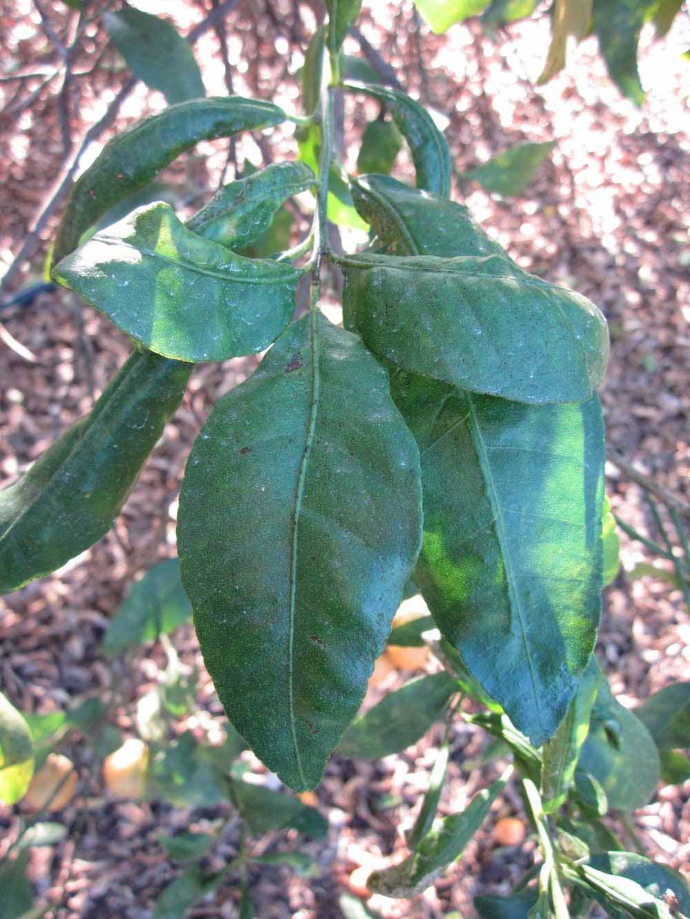            Shade leaves (Winter Haven, FL)   